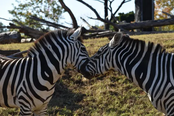 Cazino Slots Cafe Cazinou Suport